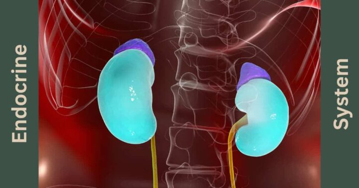 Medical illustration of human endocrine system showing kidneys, highlighting adrenal glands in blue and purple, set against a red background with skeletal structure visible.