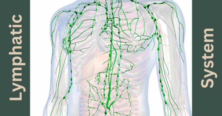 Lymphatic system anatomy illustration showing green lymph vessels and nodes throughout the upper body, highlighting the intricate network within the human torso and arms.